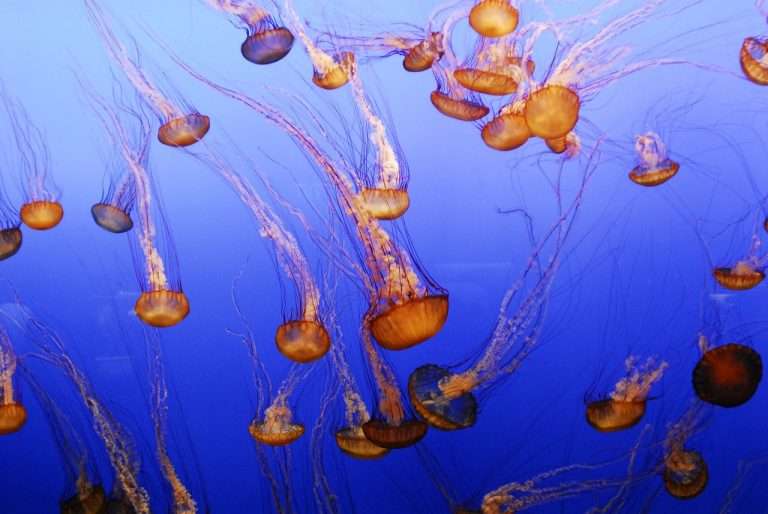 jellyfish-989040_1280