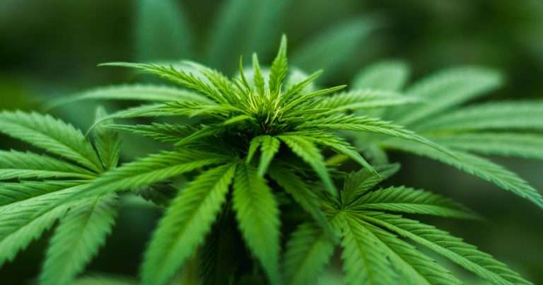 cannabis terapeutica