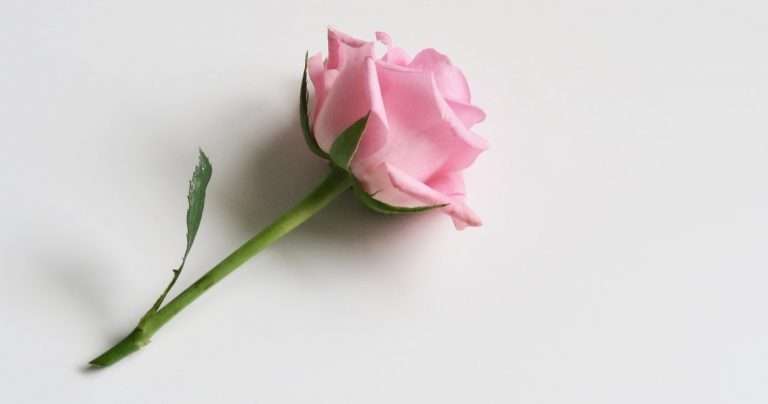 Rosa