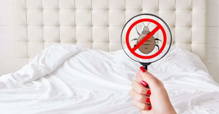 cimice del letto
