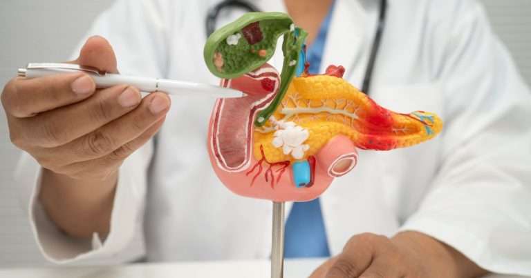 modellino di pancreas